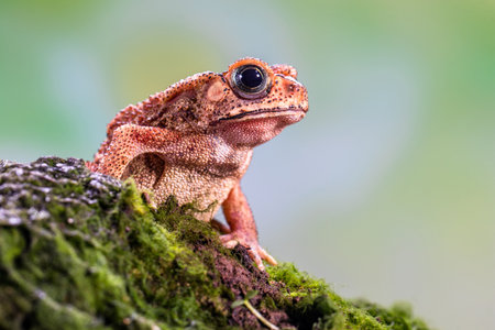 Close up of a red frog sitting on a rock in the rainforestの写真素材
