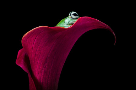 Tree frog on red calla lily flower isolated on black backgroundの写真素材