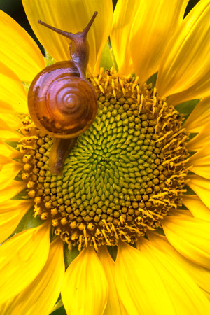 Snail crawling on sunflower, Helianthus annuusの写真素材
