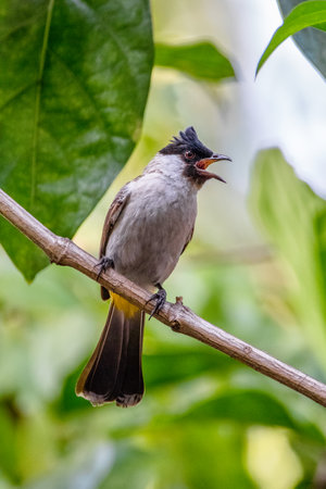 Yellow-vented Bulbul (Pycnonotus goiavier)の写真素材