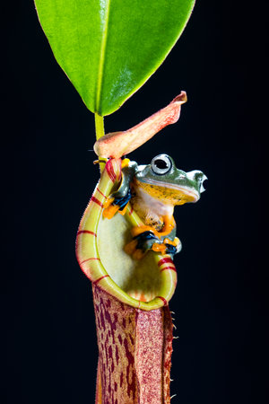 wallace's flying Frog on a flower, Nepenthes leucomystaxの写真素材