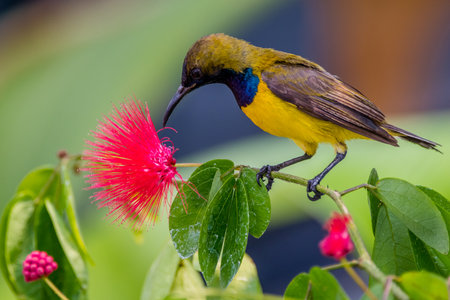 Cape Sunbird (Olive-backed sunbird) feeding on red flowerの写真素材