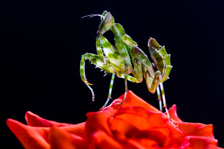 Praying flower mantis on red rose flower isolated on black backgroundの写真素材