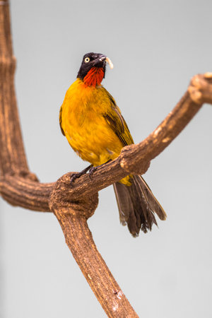 Black-crested Bulbul (Pycnonotus goiavier)の写真素材