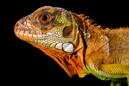 Close up of a red iguana isolated on black backgroundの写真素材