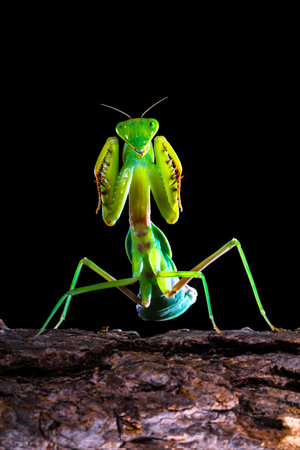 Praying mantis on black background. (Mantis religiosa)の写真素材