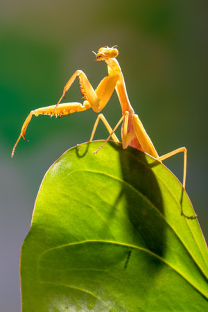 Praying mantis on green leaf, closeup of photoの写真素材
