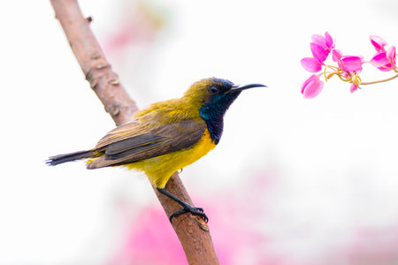 Olive-backed sunbird (Cinnyris jugularis)の写真素材
