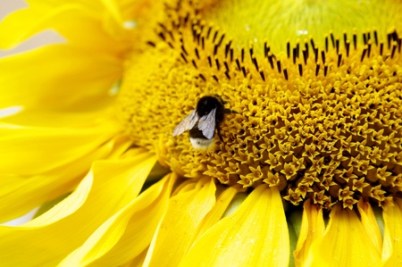 bumblebee sitting sunflowerの写真素材