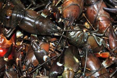 river crabs alive