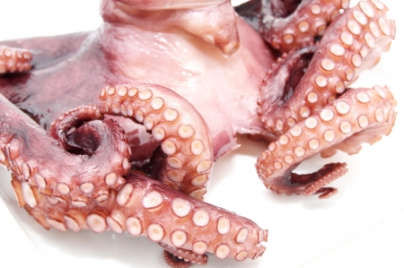 octopus on white backgroundの写真素材