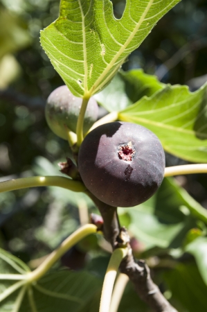 Ripe figs closeup shotの写真素材