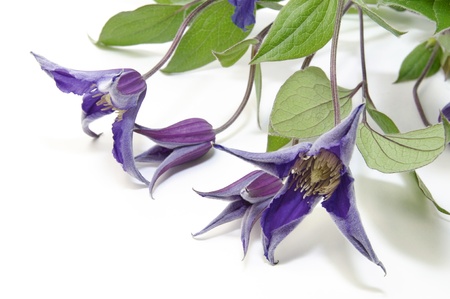 beautiful flowers in close-up shot on a white backgroundの写真素材