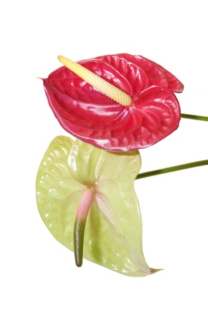 beautiful flowers in close-up shot on a white backgroundの写真素材