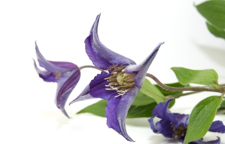 beautiful flowers in close-up shot on a white backgroundの写真素材