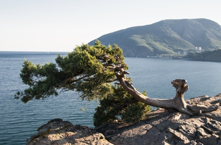lone cypress tree on a rock by the seaの写真素材