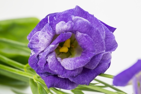 flowersの写真素材