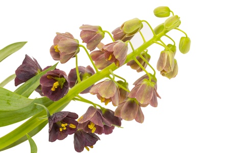 beautiful flowers in close-up shot on a white backgroundの写真素材