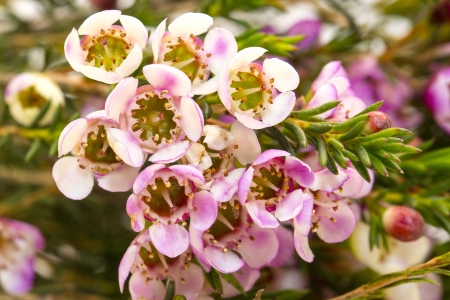 beautiful flowers in close-up shot on a white backgroundの写真素材