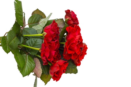 beautiful flowers in close-up shot on a white backgroundの写真素材