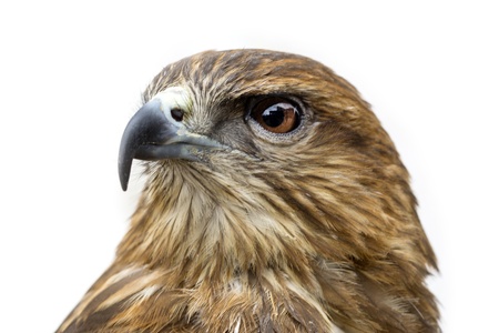 Eagle photographed close-up on white backgroundの写真素材