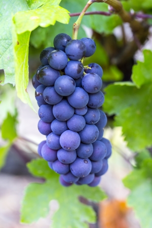 bunches of ripe grapes on the plantationの写真素材