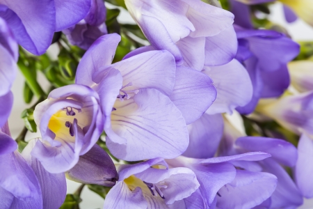 fresh flowers photographed closeupの写真素材