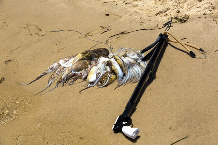 octopus and squid with a gun for underwater huntingの写真素材