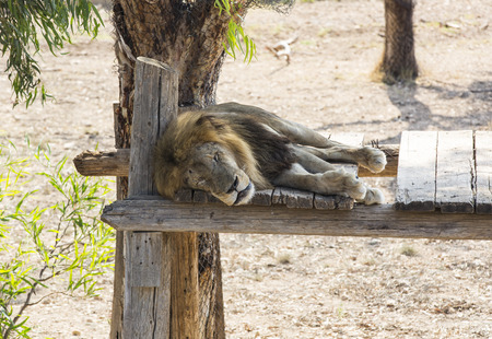 lion in the wild in Africaの写真素材
