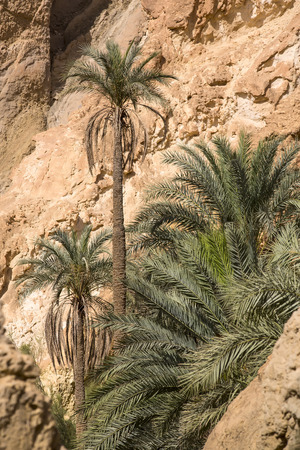 an oasis of palm trees and plants in the Atlas Mountainsの写真素材
