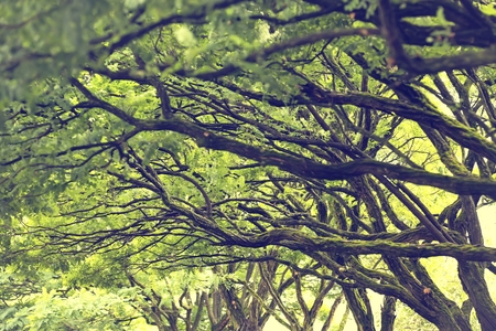 background of tree branches with leavesの写真素材