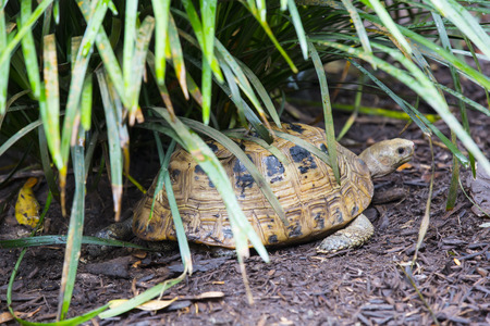 turtle on a background of wild grass and water