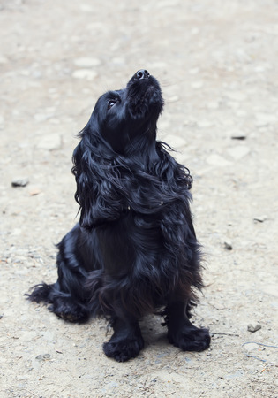 cocker spaniel with black muzzle raised to the topの写真素材