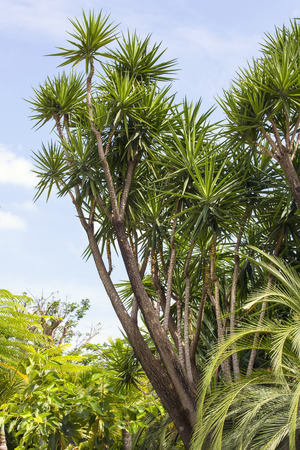 branches of the trees in the summer parkの写真素材
