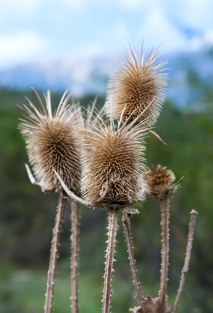 dried flowers in autumn on a background of blue skyの写真素材