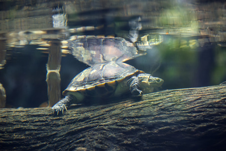 big turtle in the water swims in the wild