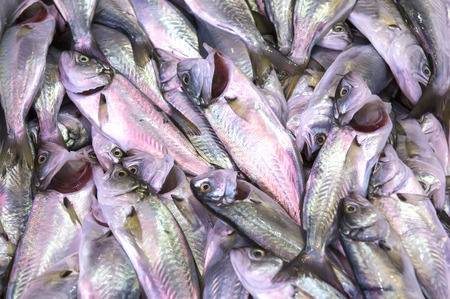background of fresh sea fish fishing food frame