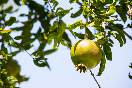 pomegranate fruit ripen on the tree branchの写真素材