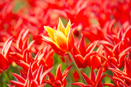 bed of tulips growing in spring garden tulipsの写真素材