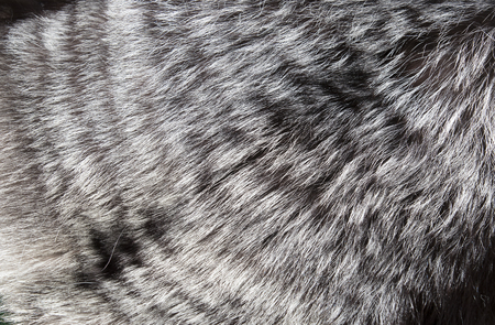 Texture of fur of fur-bearing animalsの写真素材