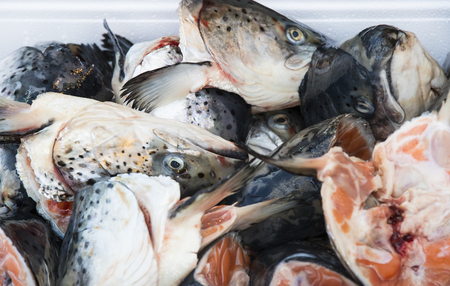 Heads of salmon fish on the market are shot close-upの写真素材