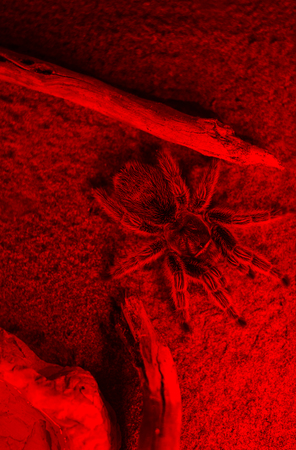 A huge spider tarantula in red lightの写真素材