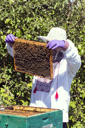 A man works in an apiary collecting bee honey