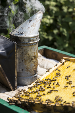 The bee hive is shot close-up in the summer on an apiary