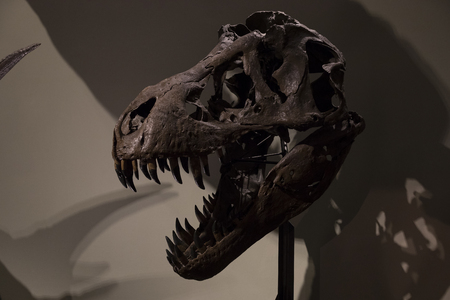 VIENNA, AUSTRIA 23 AUGUST 2017,: Exhibits and expositions in the Museum of Natural History, Vienna.のeditorial素材