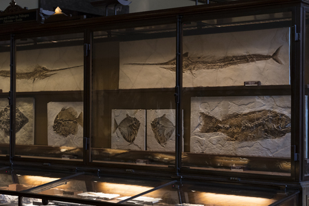 VIENNA, AUSTRIA 23 AUGUST 2017,: Exhibits and expositions in the Museum of Natural History, Vienna.のeditorial素材