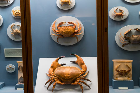 VIENNA, AUSTRIA - 23 AUGUST 2017: Exhibits and expositions in the Museum of Natural History, Vienna.のeditorial素材
