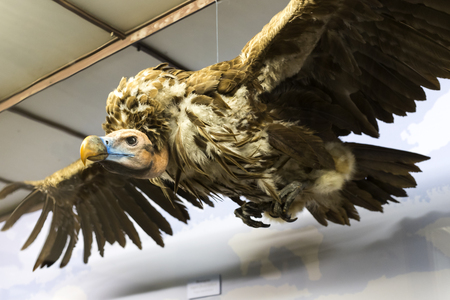 VIENNA, AUSTRIA - 23 AUGUST 2017: Exhibits and expositions in the Museum of Natural History, Vienna.のeditorial素材