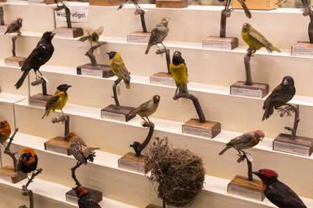 VIENNA, AUSTRIA - 23 AUGUST 2017: Exhibits and expositions in the Museum of Natural History, Vienna.のeditorial素材