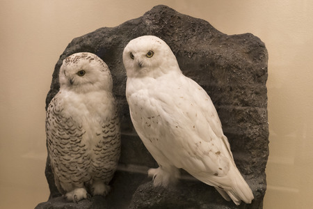 VIENNA, AUSTRIA - 23 AUGUST 2017: Exhibits and expositions in the Museum of Natural History, Vienna.のeditorial素材